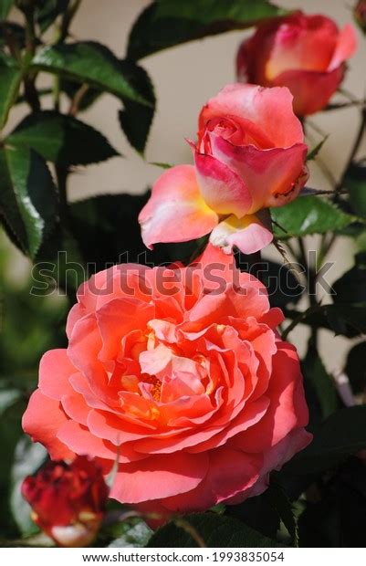 Natural Rose Flower Garden Stock Photo 1993835054 | Shutterstock