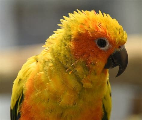 Sun Conure Colors - Parrot World