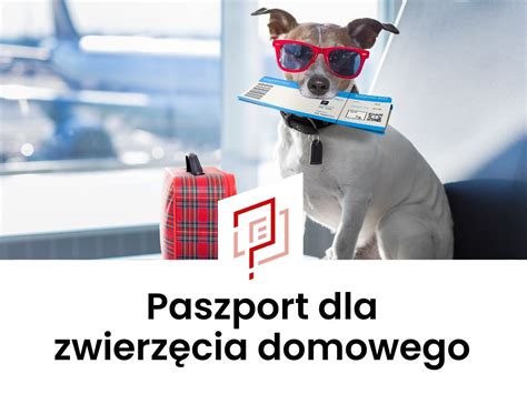 Paszport Dla Psa Kota I Innych Zwierz T Jak Go Wyrobi