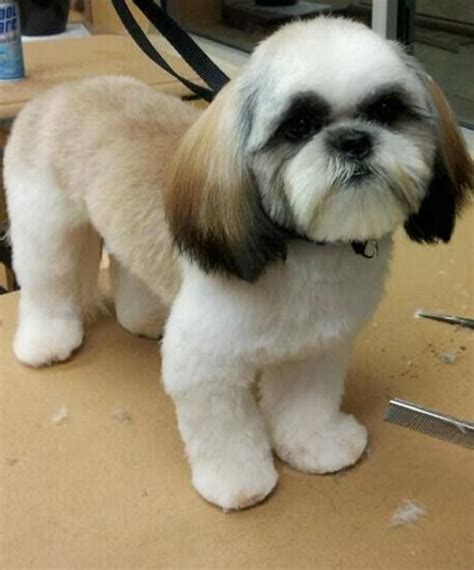 shih-tzu-haircuts-74 - The Hair Stylish