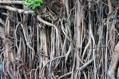 Banyan Hanging Root Is A Type Of Root That Grows From The Branches Of