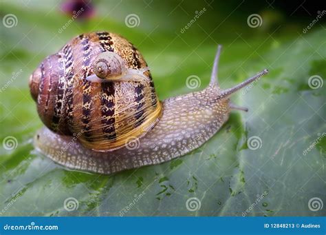 Baby snail stock image. Image of delicate, animal, macro - 12848213