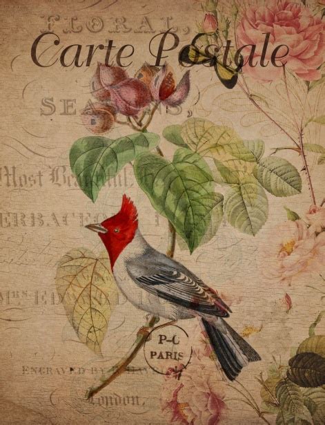 Vintage Bird Floral Postcard Free Stock Photo Public Domain Pictures