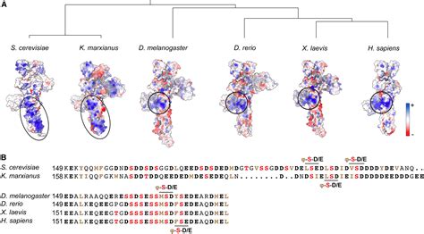 Multisite Phosphorylation Dictates Selective E2 E3 Pairing As Revealed