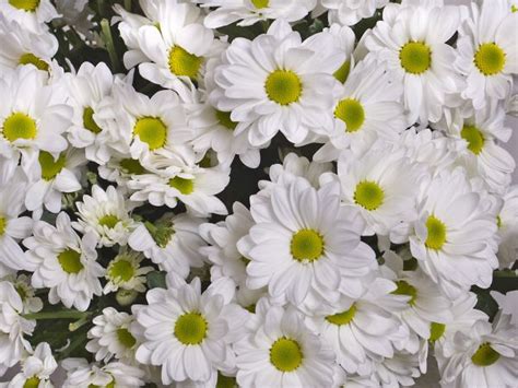 Free Images White Flower Purple Petal Flora Aster Chrysanthemum