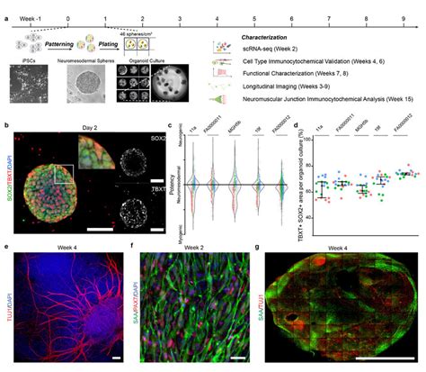 Spheres Containing Neuromesodermal Progenitors Generate Neurons And