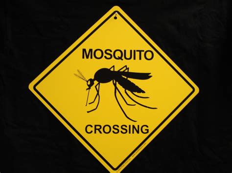 Mosquito Bite Funny Quotes Quotesgram