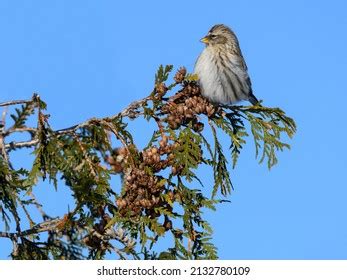 206 Redpoll nest Images, Stock Photos & Vectors | Shutterstock