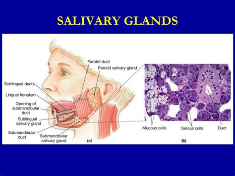 Ppt Secretory Functions Of The Alimentary Tract Secretion Of Saliva Powerpoint Presentation