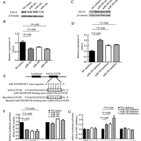 Mir 155 Inhibitor Decreases Proliferation And Invasion Of Uveal