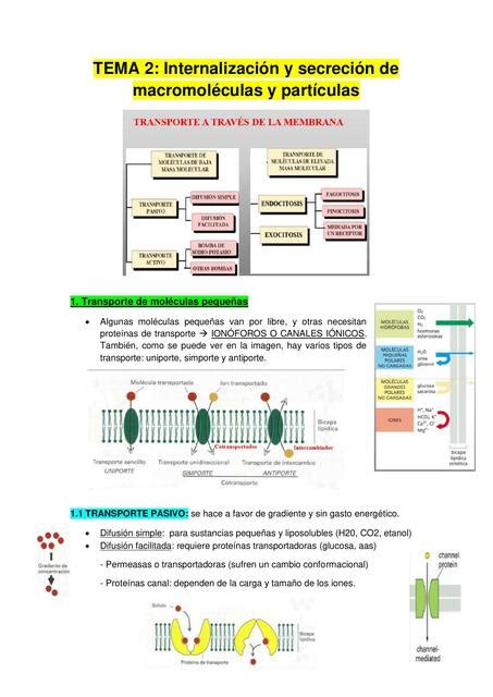 Internalizaci N Y Secreci N De Macromol Culas Y Part Culas Yakeline