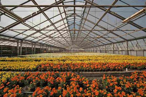 Greenhouse Flower Production In India Agri Farming