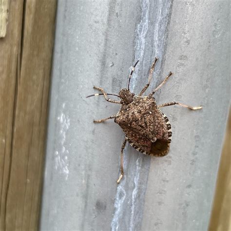 Kissing Bug Vs Stink Bug Whats The Difference Twin Boro