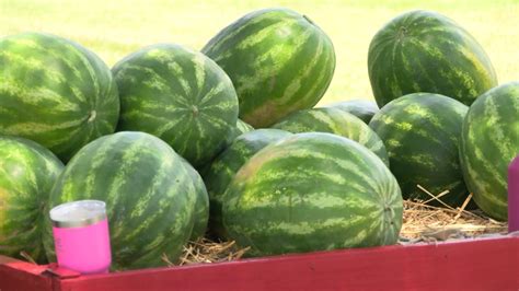 Farmers In The Natural State Prep For Annual Cave City Watermelon Festival Kark