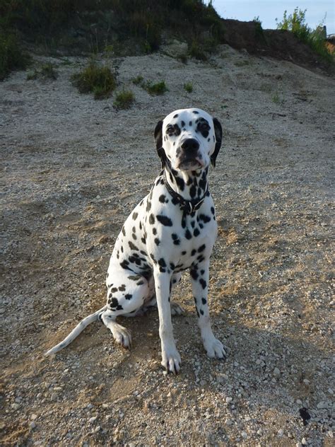 Dalmatian Lika Cute Puppies Dogs And Puppies Cute Dogs Dalmatian Mix