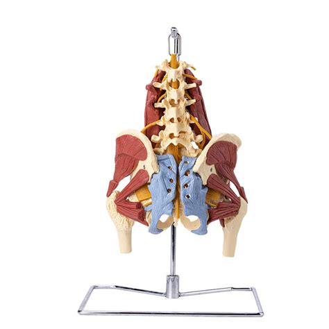 Buy Yunzhiduan Pelvis Muscle Model Anatomy Female Pelvis Model