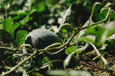 All About the Black Diamond Watermelon - Minneopa Orchards