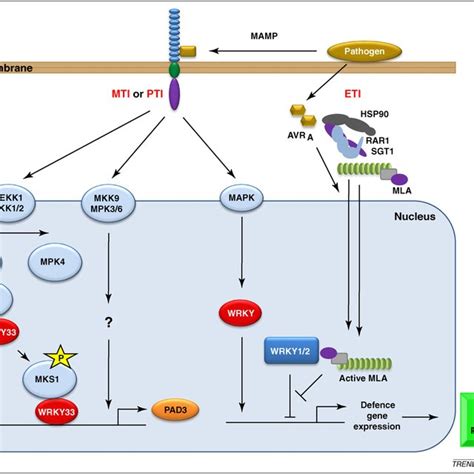 (PDF) WRKY transcription factors. Trends Plant Sci