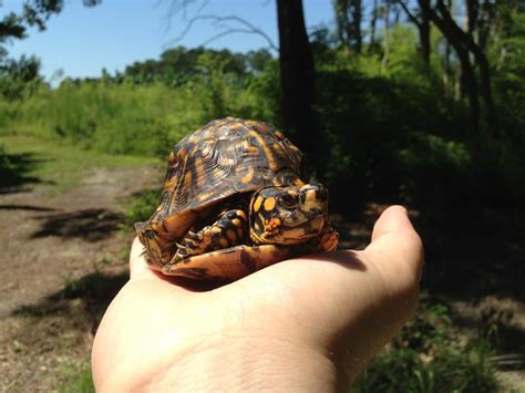 Best Eastern Box Turtle Images On Pholder Turtle Herpetology And