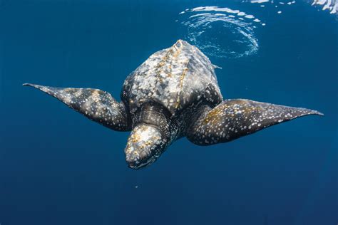 Welcome To Planet Leatherback — The State Of The Worlds Sea Turtles Swot