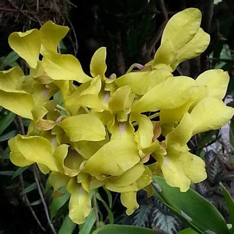 Dendrobium Aung Cheng Orchid - Plantzone