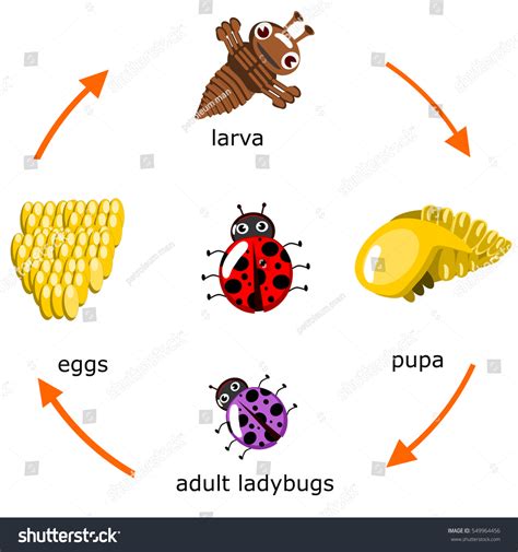 Ladybug Clipart Ladybug Life Cycle Ladybug Ladybug Life Cycle Images