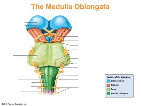 The Medulla Oblongata Internal Structure Vasculature 60 OFF