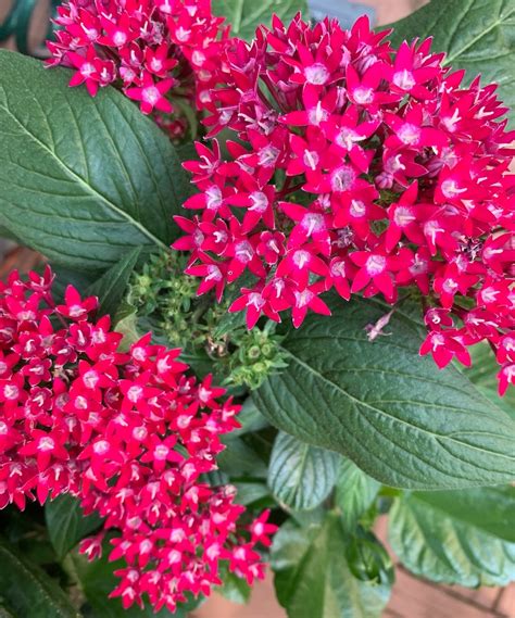 Stunning Companion Plants To Make Your Hibiscus Garden Sing