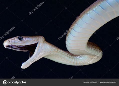 Black Mamba Dendroaspis Polylepis Stock Photo By ©reptiles4all 200898006