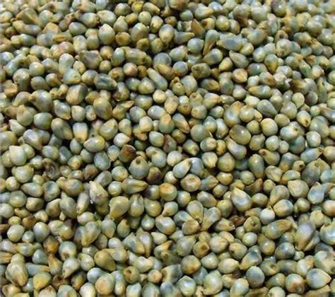 Natural Hybrid Bajra Seed Packaging Type Pp Bag Packaging Size