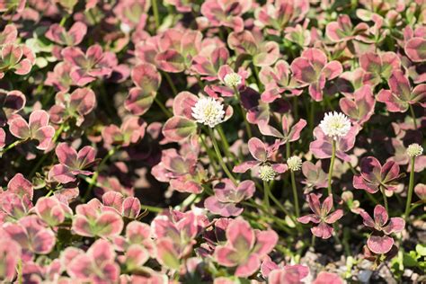 Garten Navi Wei Klee Trifolium Repens Angel Clover Chocolate