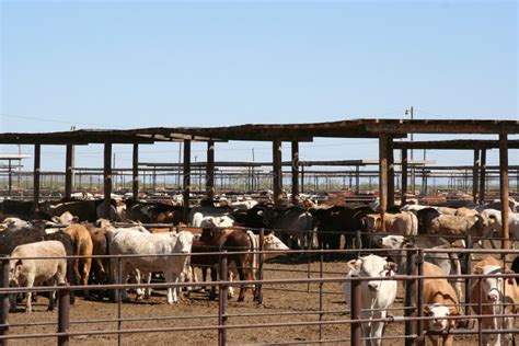 Cattle Feedlot Plans