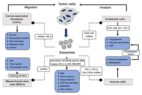 Roles Of Tumor Derived Exosomes In Cancer Pathogenesis Cancer Stem