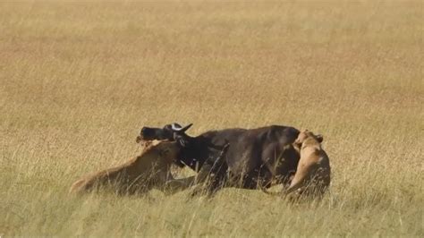 Nomadic Lions Hunt Buffalo Youtube