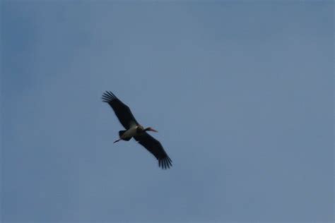 Black Stork From 93462 Lam Alemania On June 24 2023 At 02 16 PM By