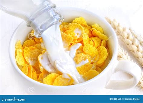 Corn Flakes Und Milch Stockfoto Bild Von Getreide Mahlzeit 8365536