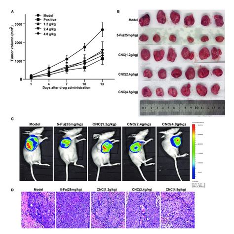 CNC Extract Inhibited Tumor Growth In Human HCT116 Xenograft Nude