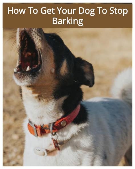 Is It Bad To Not Let Your Dog Bark at Tristan Milsap blog