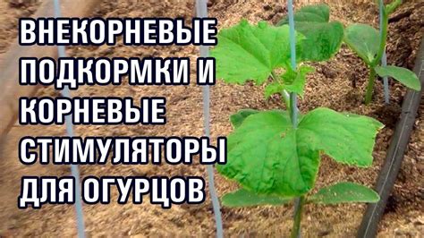 ВНЕКОРНЕВЫЕ ПОДКОРМКИ И КОРНЕВЫЕ СТИМУЛЯТОРЫ ДЛЯ ОГУРЦОВ (26-12-2018 ...