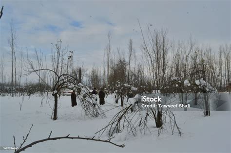 Apple Orchards In Kashmir During Snow Stock Photo - Download Image Now ...