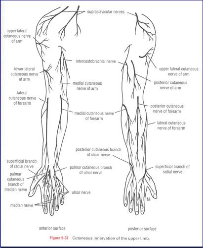 Anterior Compartment Of The Forearm Flashcards Quizlet