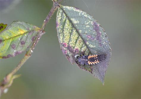 Harlequin ladybird larvae by ZeeboJones on DeviantArt