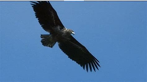 Z Hlung Seeadler Im Aufwind Burgenland Orf At