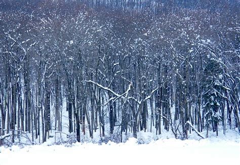 Winter Forest Stanley Zimny Thank You For 48 Million Views Flickr