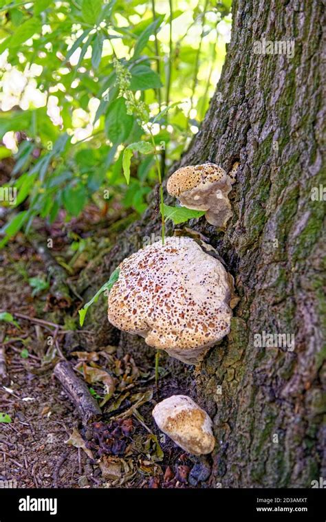 Chaga Mushroom Inonotus Obliquus Growing On A Tree Trunk In A