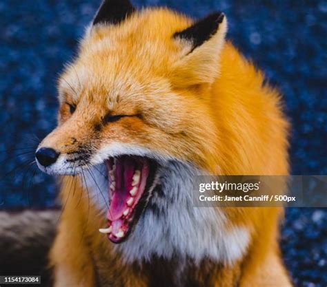 Foxie Photos and Premium High Res Pictures - Getty Images