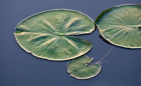 Water Lily The Simple Pattern Of These Floating Leaves Creates A