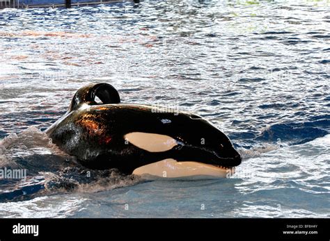 Shamu Killer Whale Show At San Antonio Seaworld Texas The Largest