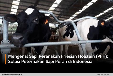 Mengenal Sapi Peranakan Friesian Holstein (PFH): Solusi Peternakan Sapi ...