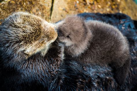 Baby Otter Birth At Monterey Bay Aquarium Is Cause For Celebration